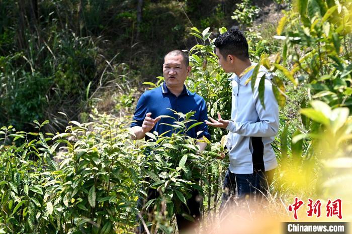 張高漢向參訪者介紹金花茶種植情況?！埥鸫?攝